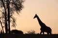 A silhouette of a giraffe and tree against an orange sky Royalty Free Stock Photo