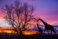 Silhouette giraffe and tree on beautiful sunset