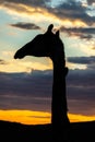 A silhouette of a giraffe in front of the morning sky