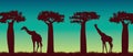 Giraffs, baobabs and night sky. African landscape.