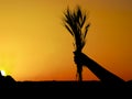 Girl hand holding ripe wheat