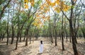 Silhouette of a girl in long dress or ao dai in rubber forest autumn morning