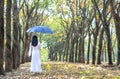 Silhouette of a girl in long dress or ao dai in rubber forest autumn morning