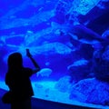 Silhouette of girl making mobile photographs of shark and other fishes in aquarium