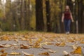 Silhouette of a girl in the Park in autumn yellow fallen leaves. change of season, a walk through the warm city Royalty Free Stock Photo