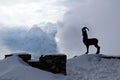 Silhouette of a goat on a background of clouds of snowy mountains