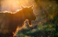 silhouette of a goat head in sunset light