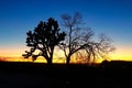 SILHOUETTE: Golden and blue sky spans above a yucca palm, dry tree and shrubs.