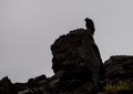 Silhouette of an Eagle sitting on a large boulder in Alaska. Royalty Free Stock Photo