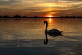 The silhouette of a graceful swan during a colorful sunset over lake Zoetermeerse Plas, Netherlands Royalty Free Stock Photo