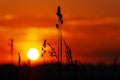 A silhouette of grass against a sunset sky. Bright warm colors