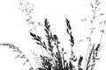 Silhouettes of grass - black shape isolated on a white