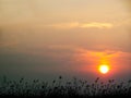 silhouette grass in field and blur sunset sky Royalty Free Stock Photo