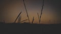 Silhouette of grass on a field with blue and orange sky at dawn Royalty Free Stock Photo
