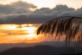 Silhouette of grass flower on beautiful background with Twilight and mountain sunset backdrop. grass flower grows naturally on