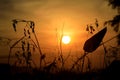 Silhouette of grass flower and tree during sunset, sun beam sun flare Royalty Free Stock Photo