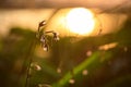 Silhouette of grass flower and tree during sunset, sun beam sun flare Royalty Free Stock Photo