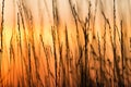 Silhouette of grass on a golden sunset