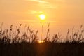 Silhouette of grass and sea water on yellow sky with sun disk on sunset.