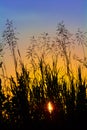 Silhouette of grass at sunset against the evening sky