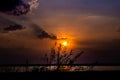 Silhouette Grass on sunset background