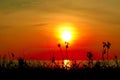 silhouette grass and weed on beach blurred sunset sky Royalty Free Stock Photo