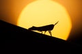 Silhouette of a grasshopper