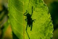 Silhouette of a grasshopper sitting on the backside of a green leaf in sunlight Royalty Free Stock Photo