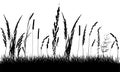 Silhouette of grassland, beautiful grass and weeds. Vector illustration