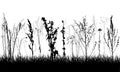 Silhouette of grassland. Different wild plants, weeds. Vector illustration