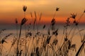 Silhouette Grassy Sunrise Royalty Free Stock Photo