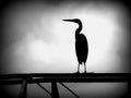 Silhouette of a gray heron Royalty Free Stock Photo