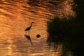 Silhouette of a gray heron (Ardea cinerea) on the banks of the Rhine at dusk Royalty Free Stock Photo