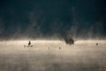 Silhouette of gray heron standing on coastline at beautiful sunrise with fog over water Royalty Free Stock Photo