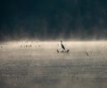 Silhouette of gray heron standing on coastline at beautiful sunrise with fog over water Royalty Free Stock Photo