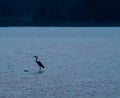 Silhouette of a gray heron standing in a river Royalty Free Stock Photo