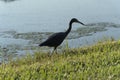 Silhouette of Gray Heron Walking at the Edge of a Pond Royalty Free Stock Photo