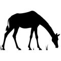 Silhouette of Grazing Giraffe Vector for Wildlife Art and Graphic Design Royalty Free Stock Photo
