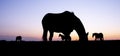 Silhouette of grazing horses in meadow against colorful setting sun Royalty Free Stock Photo