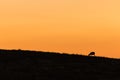 Silhouette of grazing sheep