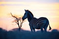 silhouette of grazing zebra at twilight Royalty Free Stock Photo