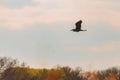 Great blue heron flying over sky Royalty Free Stock Photo