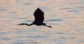 Silhouette of Great Blue Heron flying over water Royalty Free Stock Photo