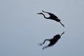 Silhouette of Great Blue Heron Landing Royalty Free Stock Photo