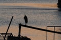 Silhouette of Great Blue Heron on rail overlooking water Royalty Free Stock Photo