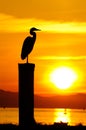 Silhouette of Great Blue Heron at sunset Royalty Free Stock Photo