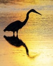 Silhouette of a Great Blue Heron wading in a pond - Florida Royalty Free Stock Photo