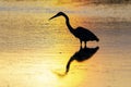 Silhouette of a Great Blue Heron wading in a pond - Florida Royalty Free Stock Photo