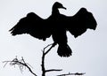 Silhouette of Great Cormorant on The Tree