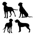 Silhouette of a great Dane. Black silhouette of a dog mastiff, set of illustrations on